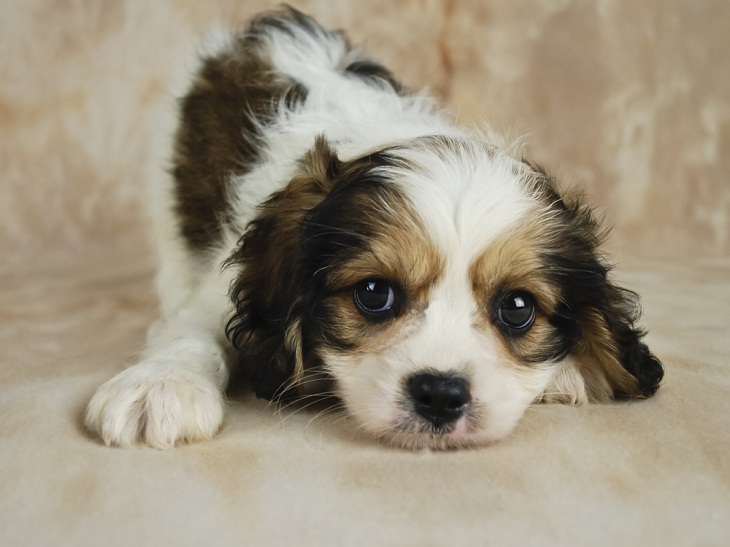 Teddy Bear Dog Breeds,  Cavachon