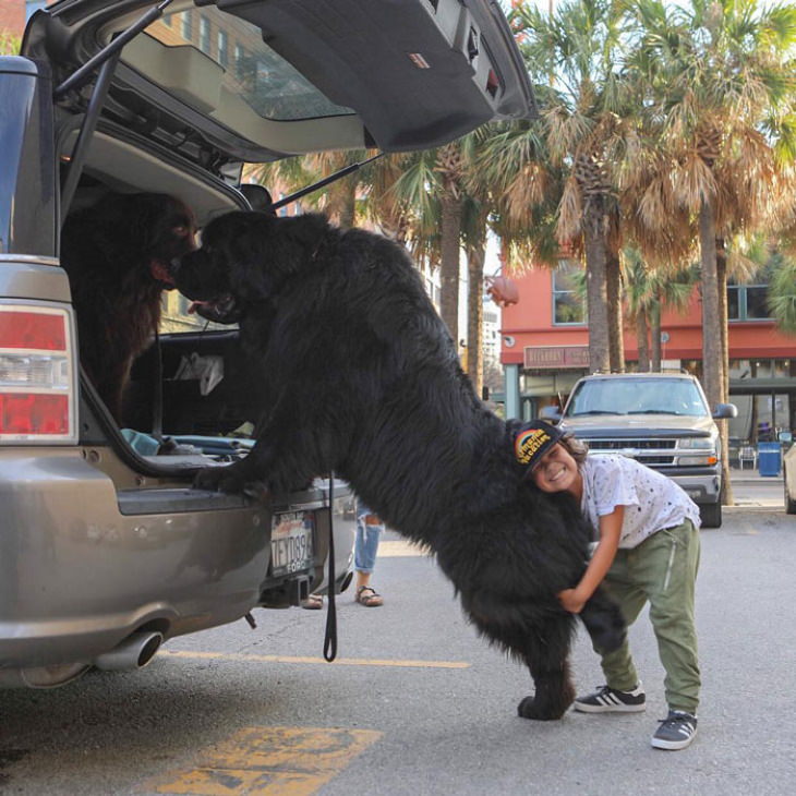 Enormous Dogs Being Cute car