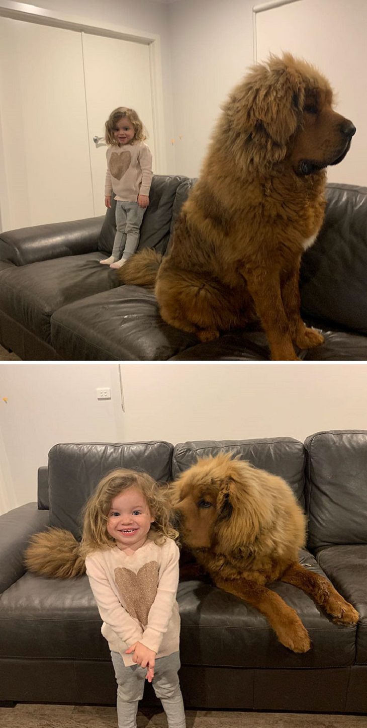 Adorable, cute pictures of Tibetan Mastiffs, two pictures of a big  tibetan mastiff on a sofa next to a small child