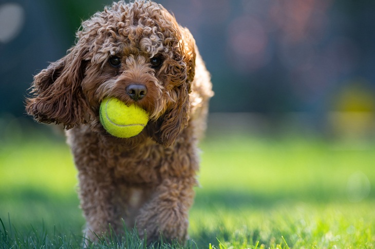 Teddy Bear Dog Breeds, Cavapoo