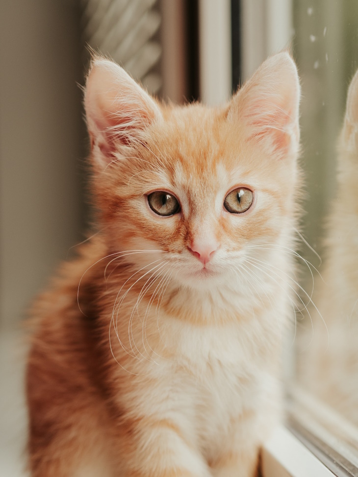 Ginger Cats small kitten