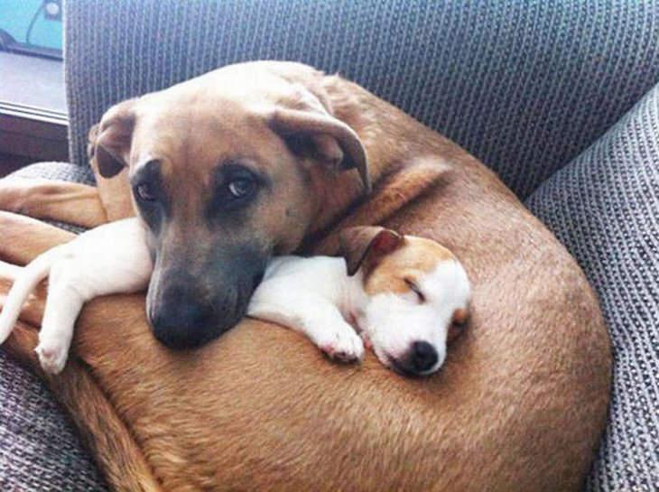 dogs-in-love