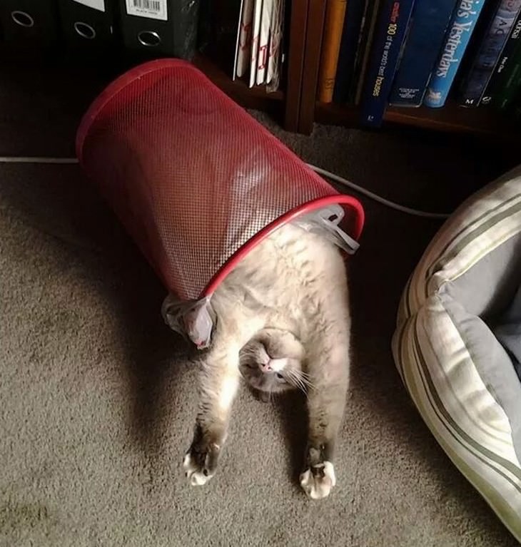 pets sleeping in awkward positions trashcan sleeping cat