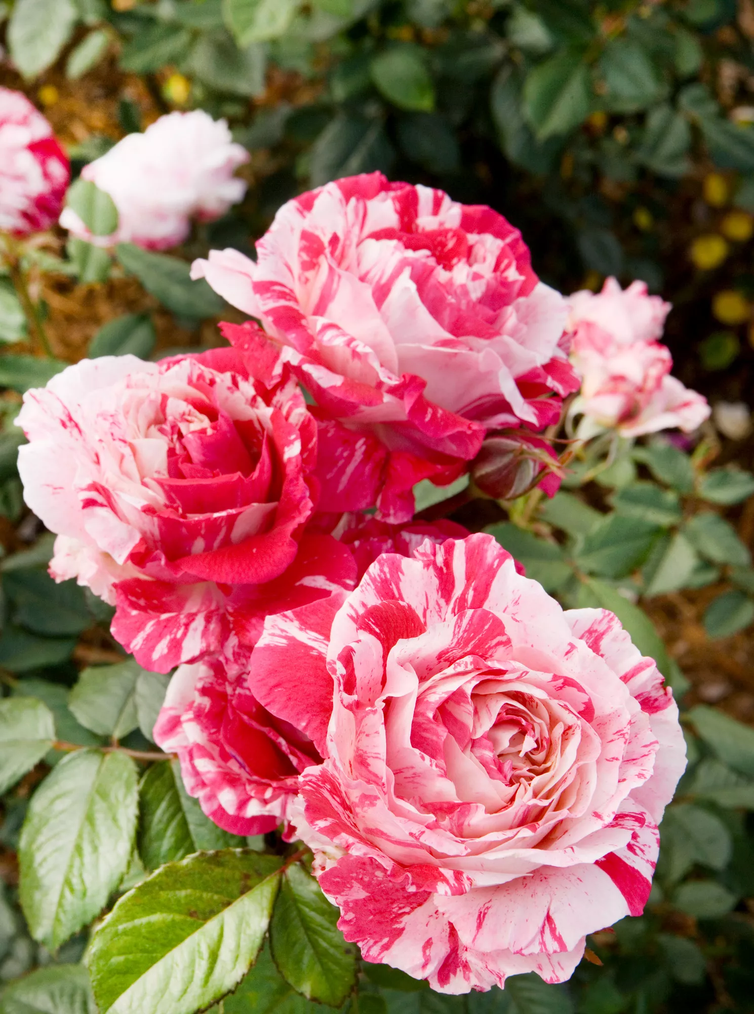 Scentimental Floribunda roses