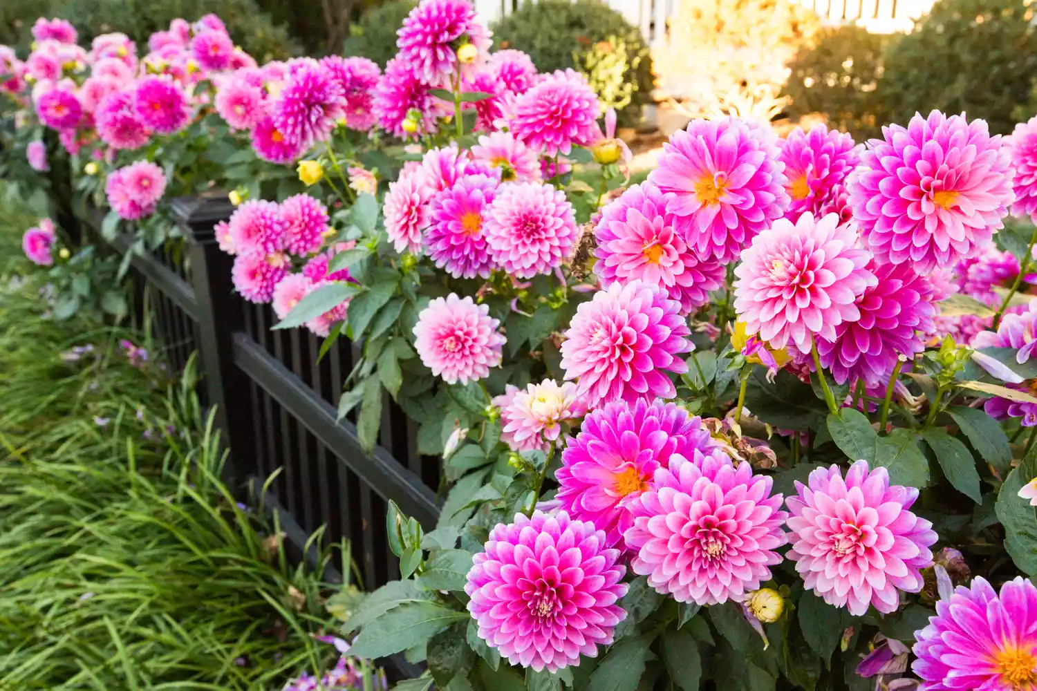 Pink Dahlias on fence