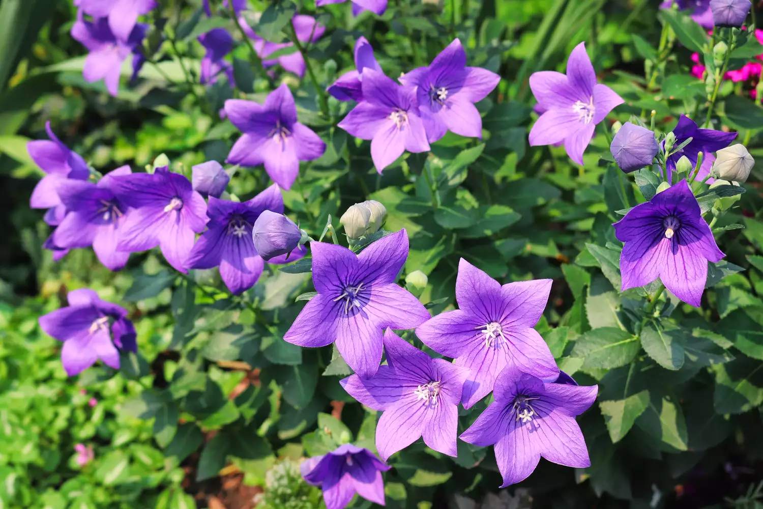 Purple balloon flower in garden