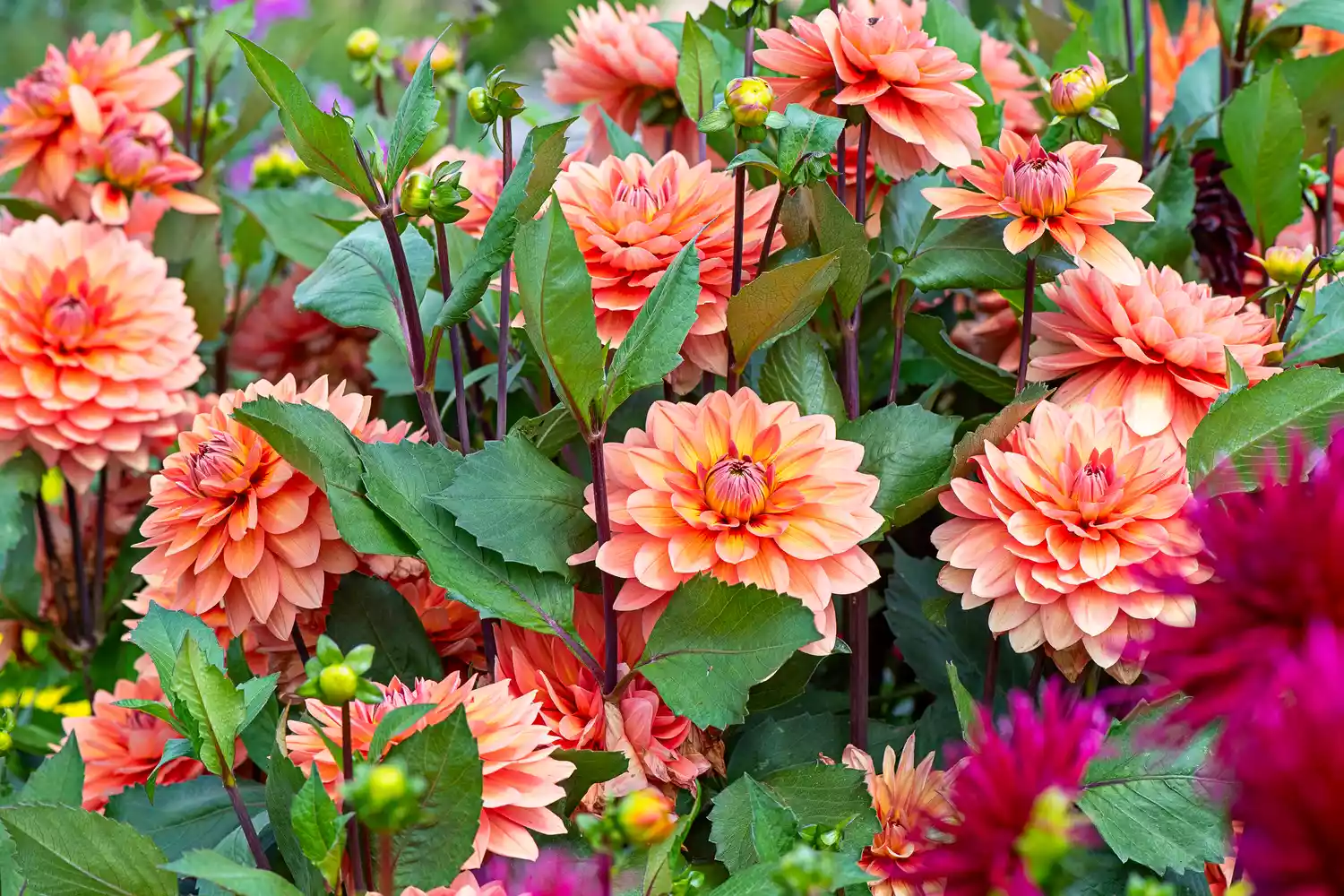 dahlias