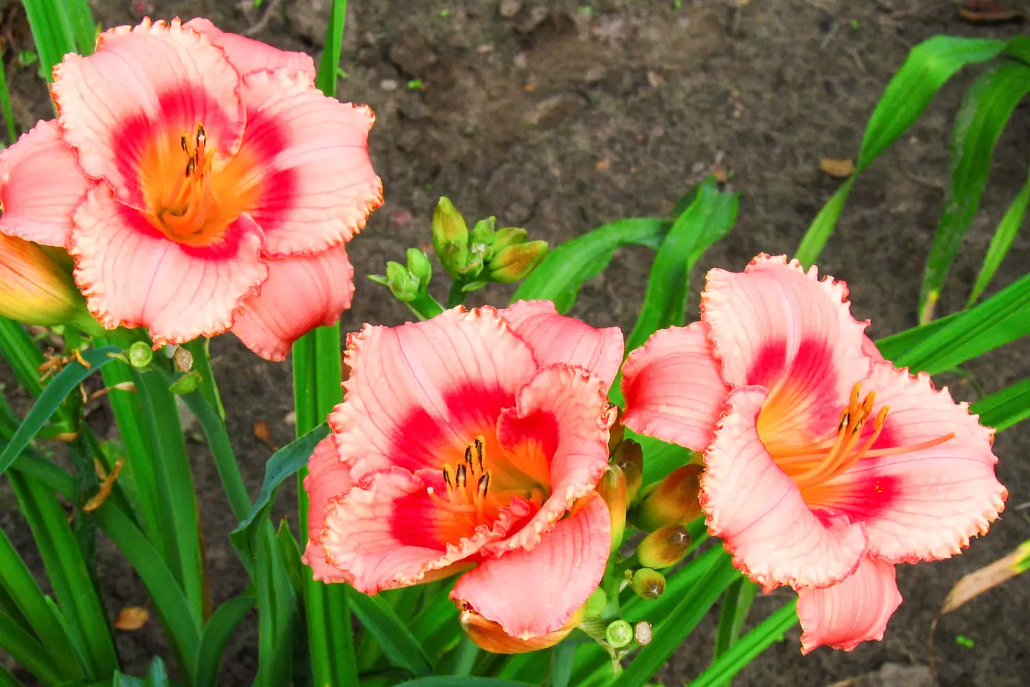 strawberry candy daylily flowers