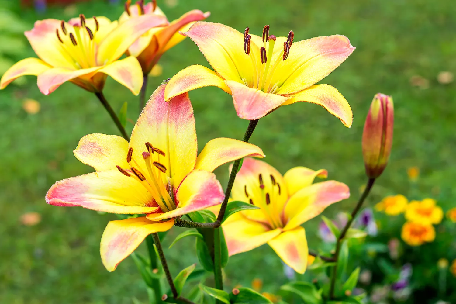 True Lily flowers