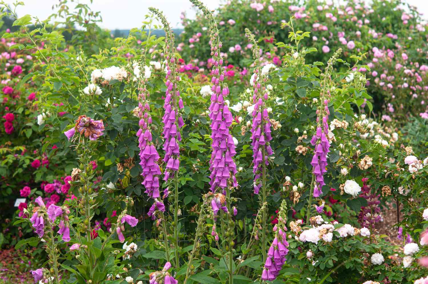 Foxglove plant with pink bell-shaped flowers on tall stems