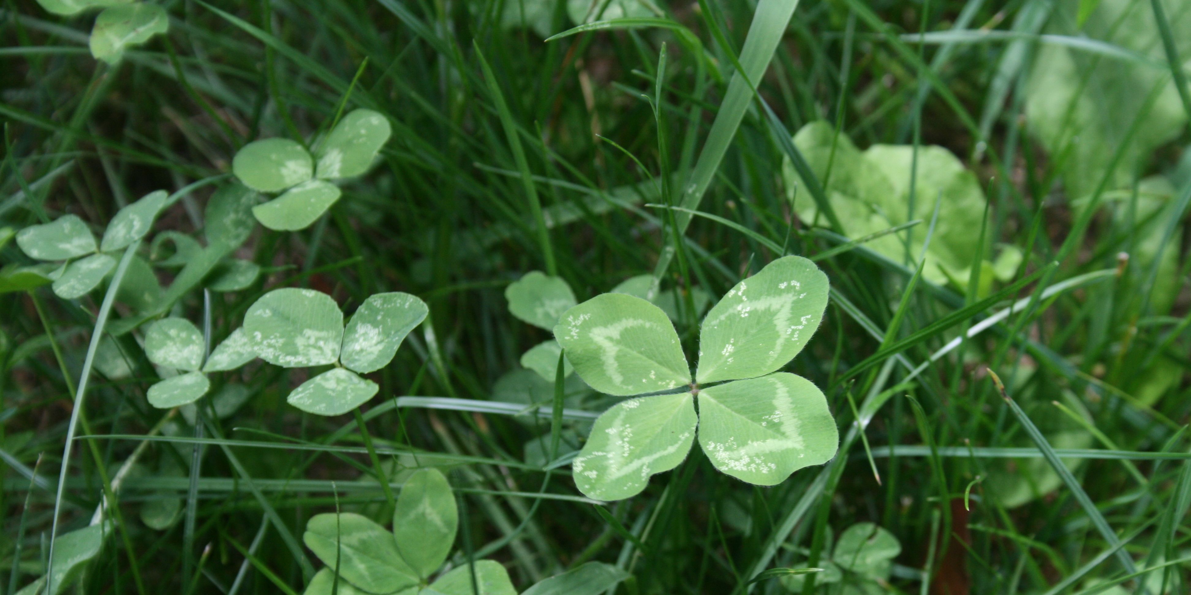 st patricks day four leaf clovers