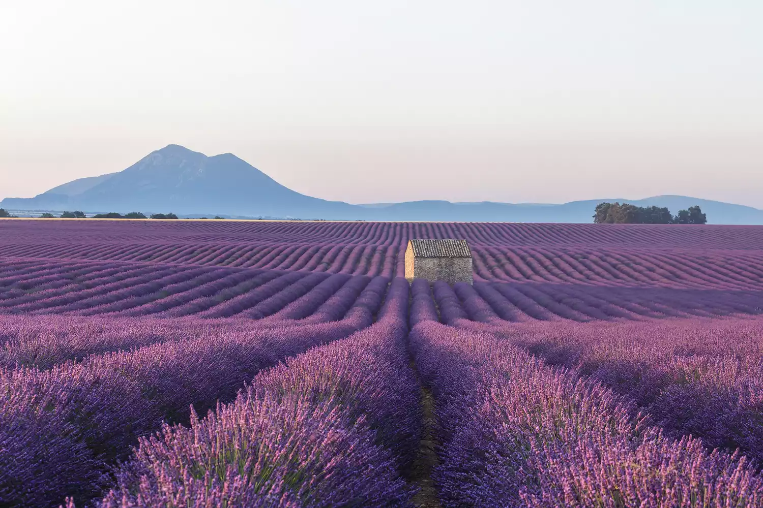 An old barn amongst the lavender fields on the Plateau de Valensole, Provence, France.