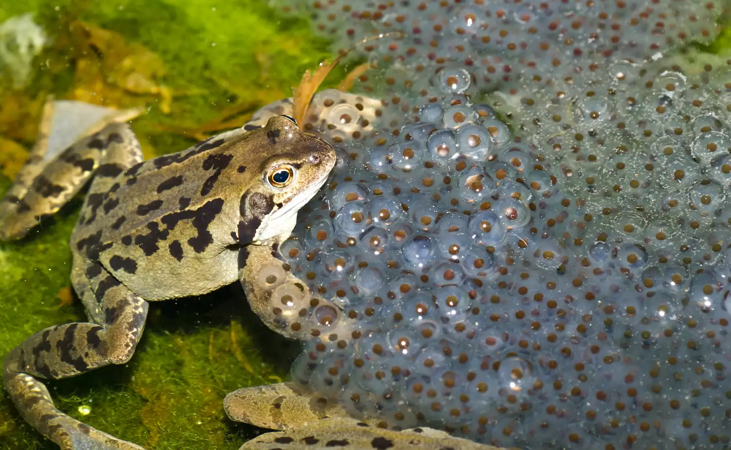 a frog with many frog eggs