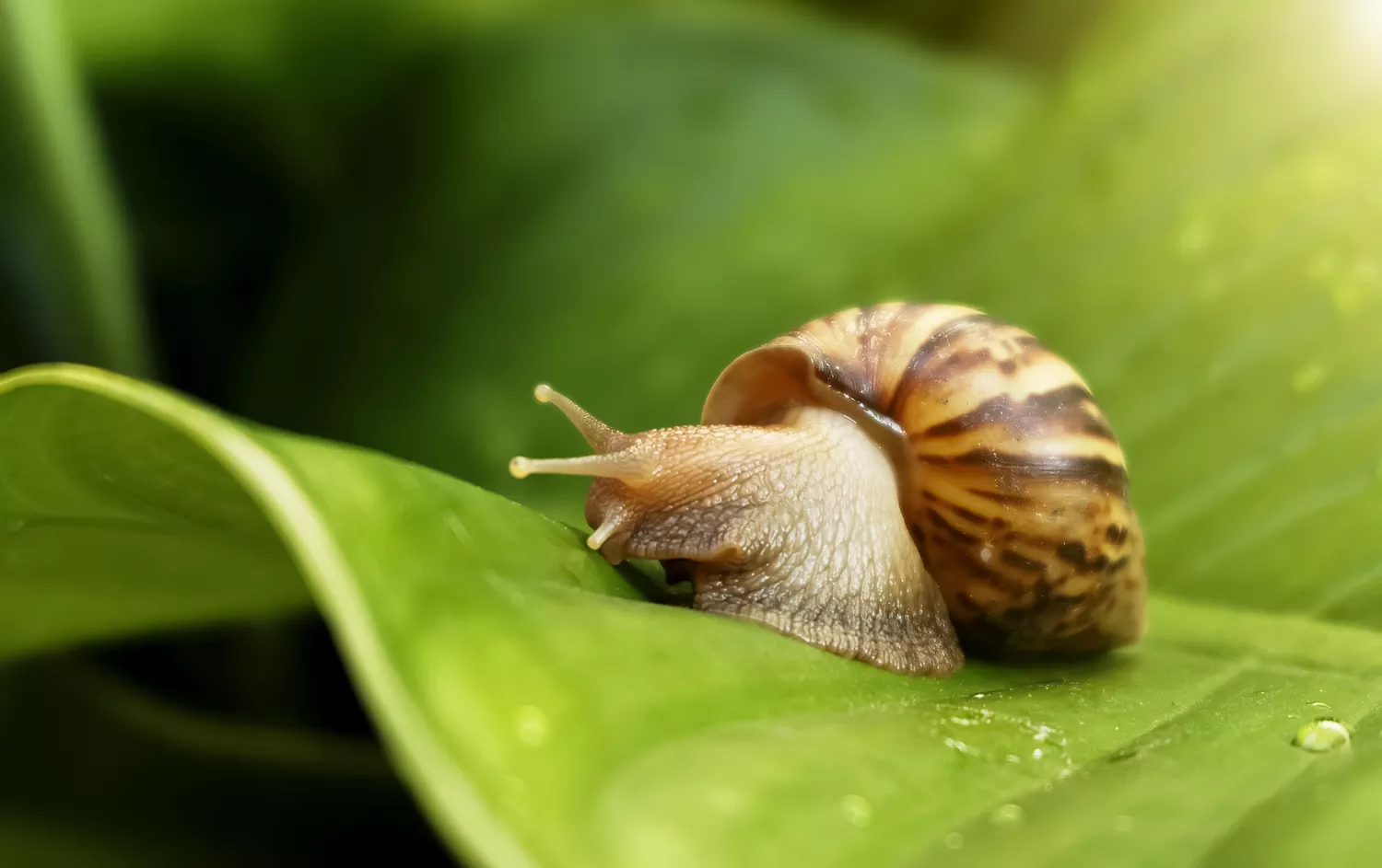 garden snail on leave