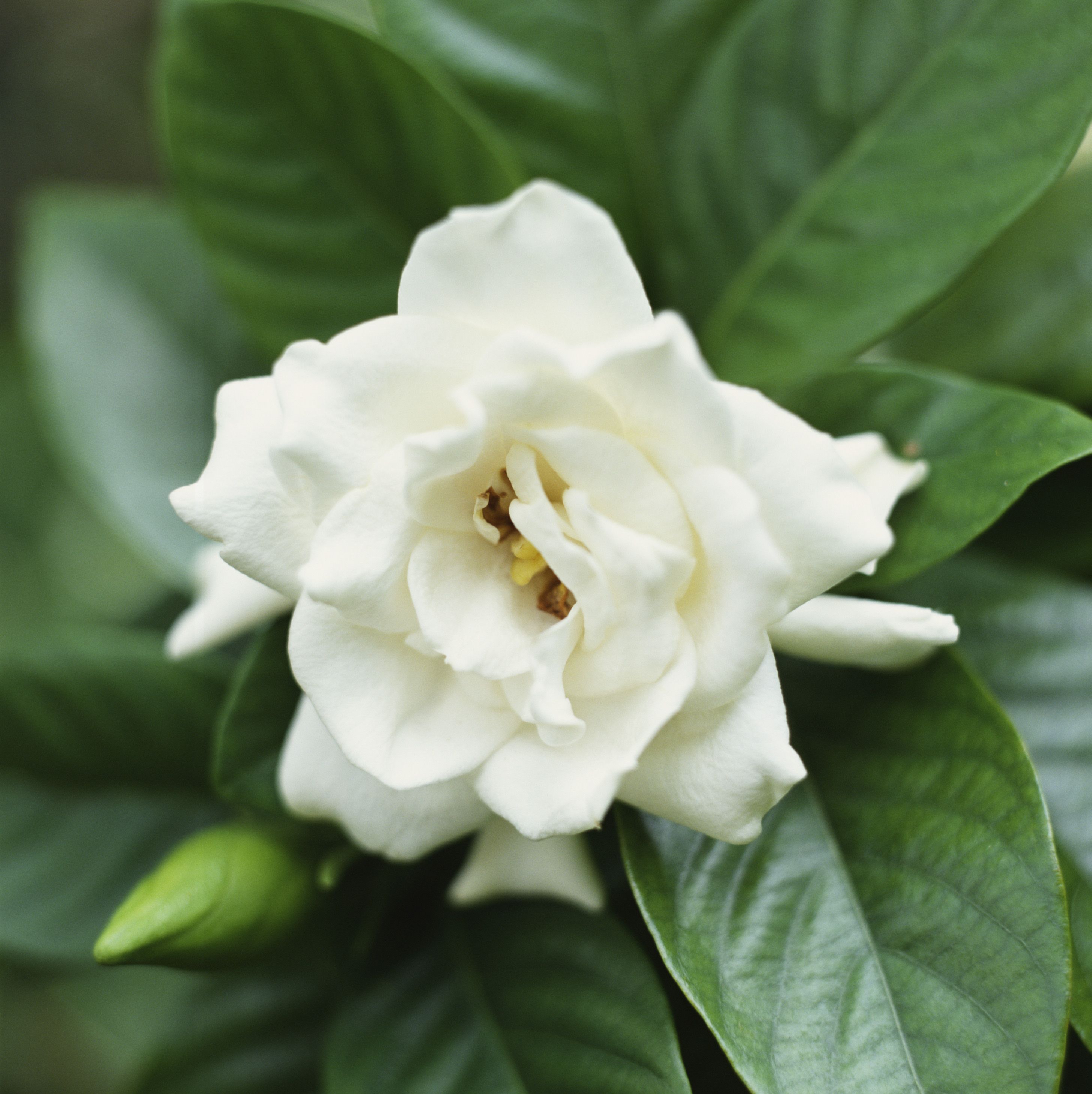 gardenia