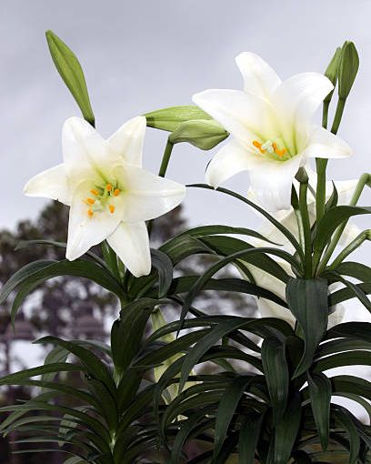 white easter lily