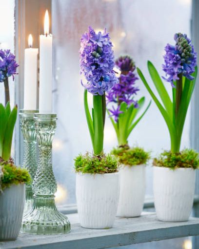 hyacinths