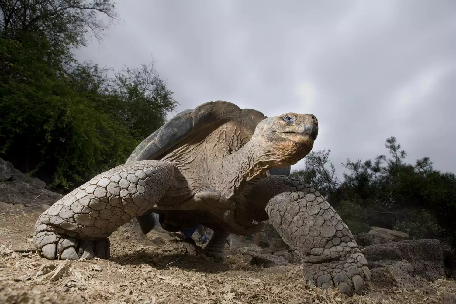 giant galapagos tortoise