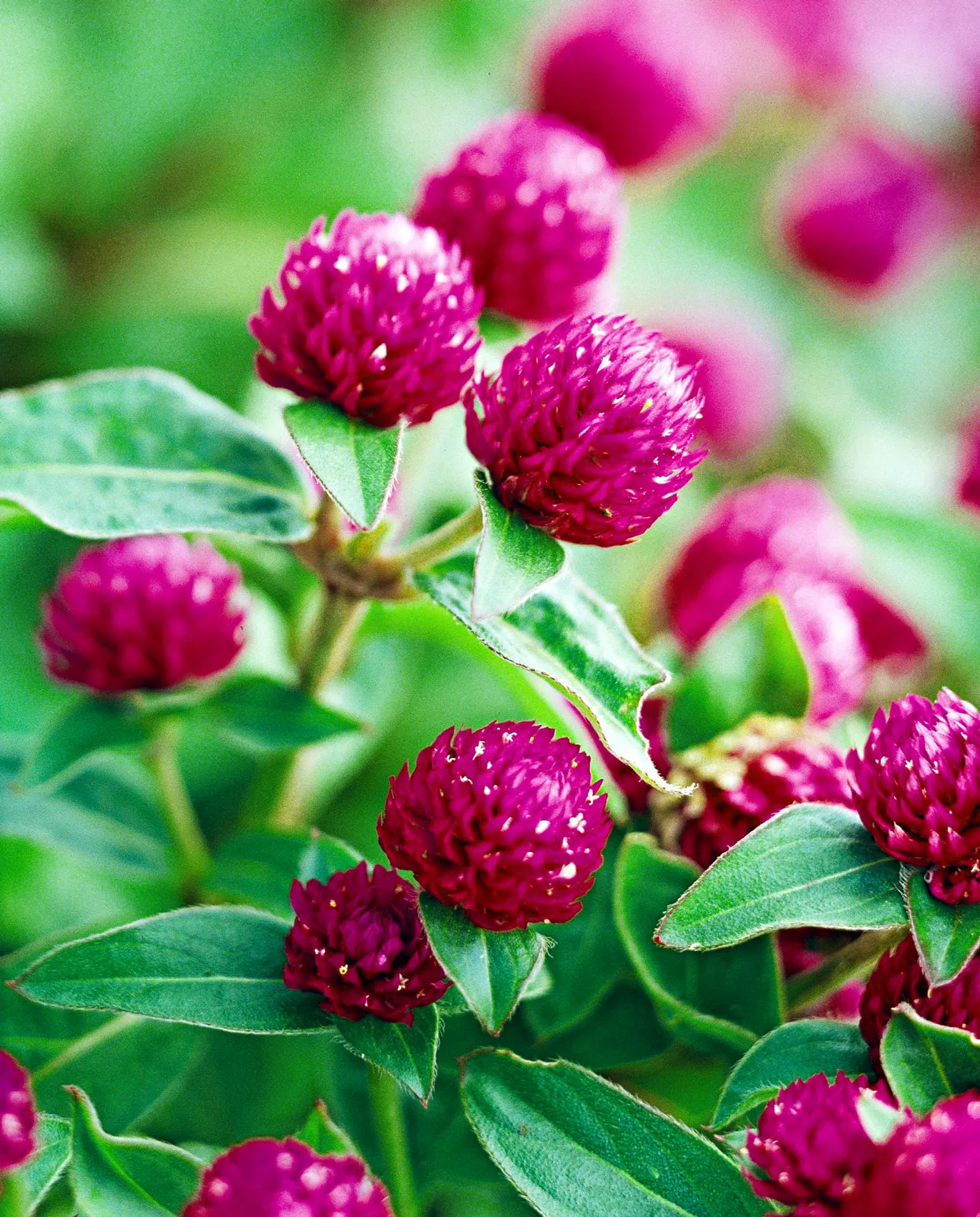 globe-amaranth-ccaeb6c9