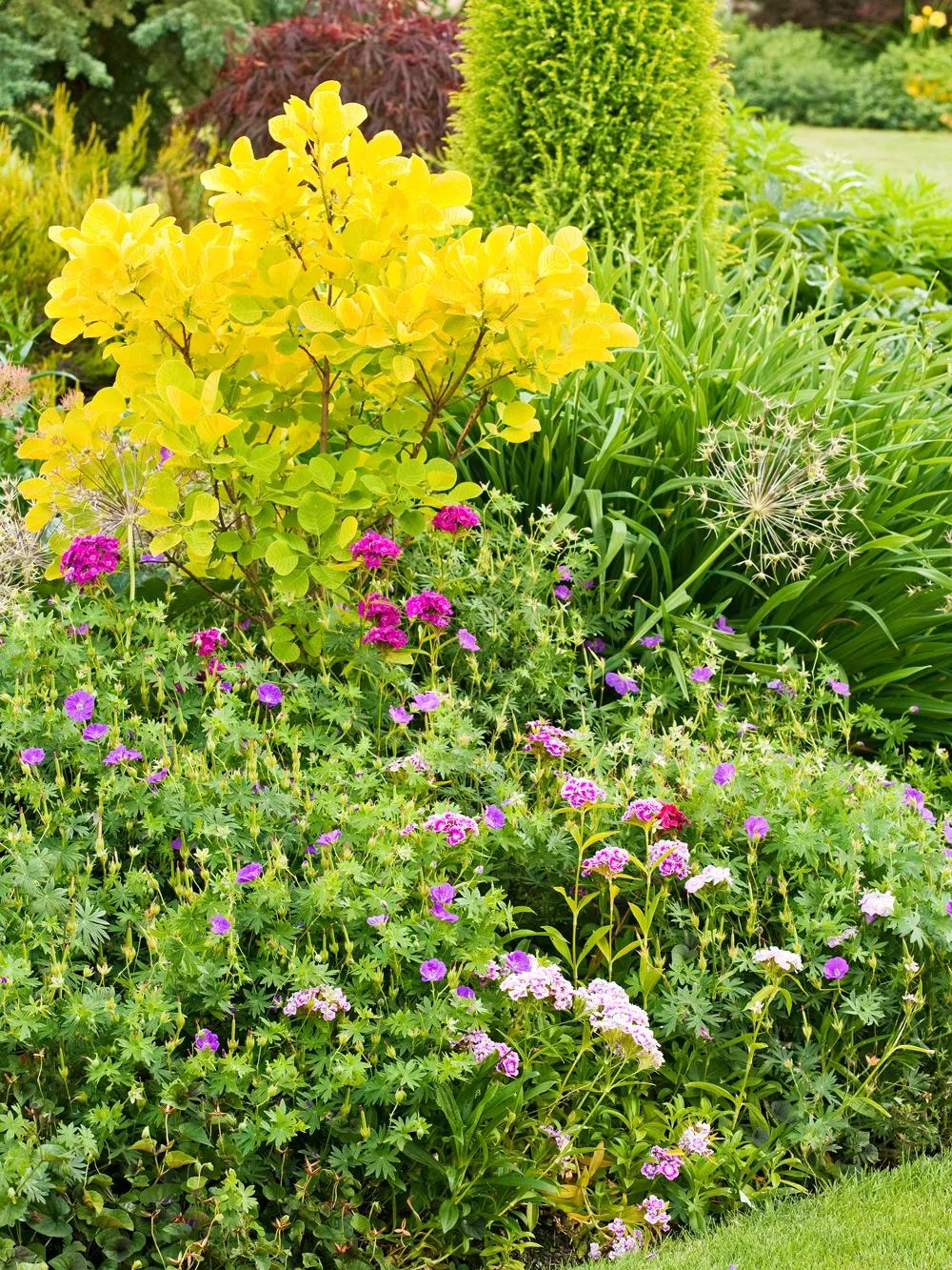 garden with golden smokebush