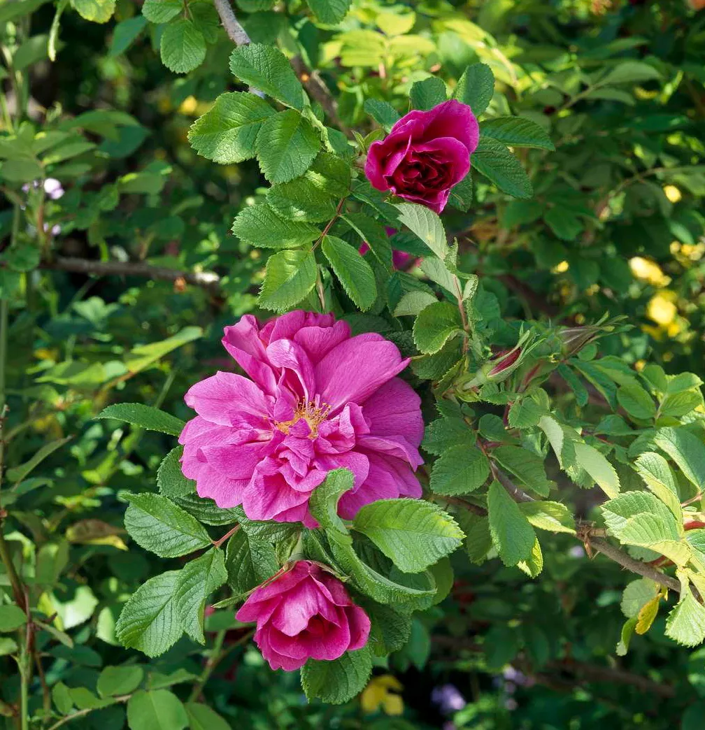 hansa rose rugosa 'hansa' with red-violet blooms