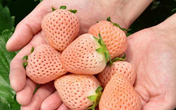 Extremely beautiful hybrid fruits from shape to color - 8
