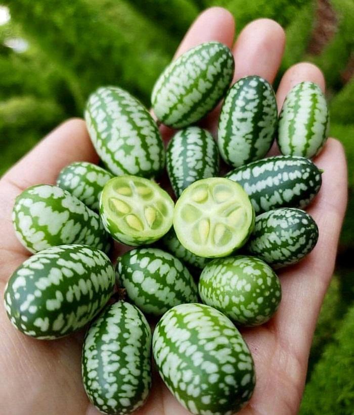 Extremely beautiful hybrid fruits from shape to color-6