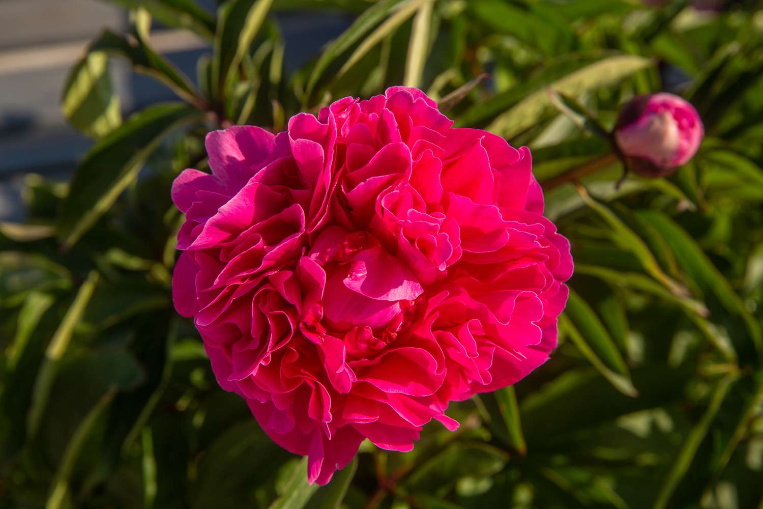 Pink peony flower with ruffled petals surrounded by leaves and pink bud closeup