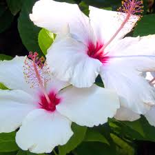 Hibiscus Flower in the Laino products