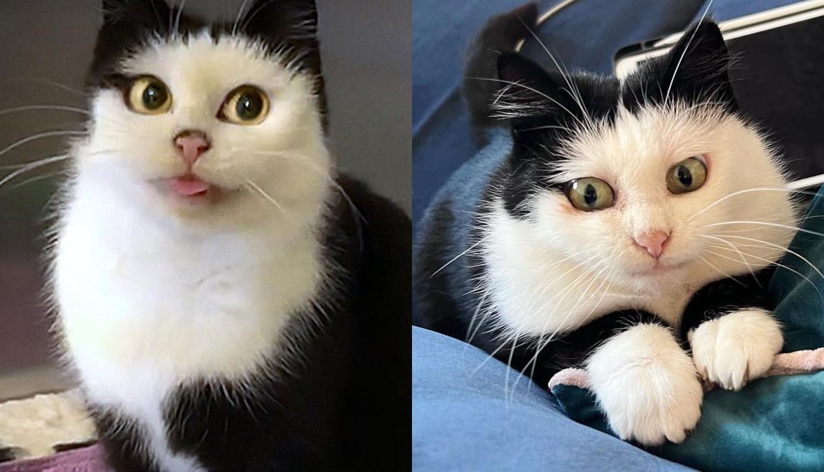 Cat with Cartoon-esque Eyes Decides to Embrace Indoor Life One Day and Turns into Quite the Personality