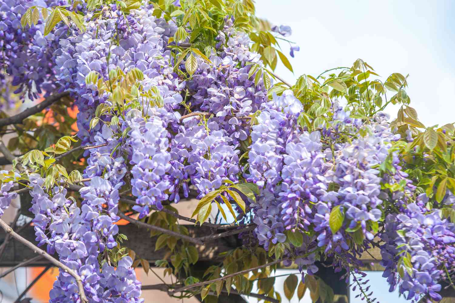 Chinese wisteria vines hanging over pergola with purple flowers