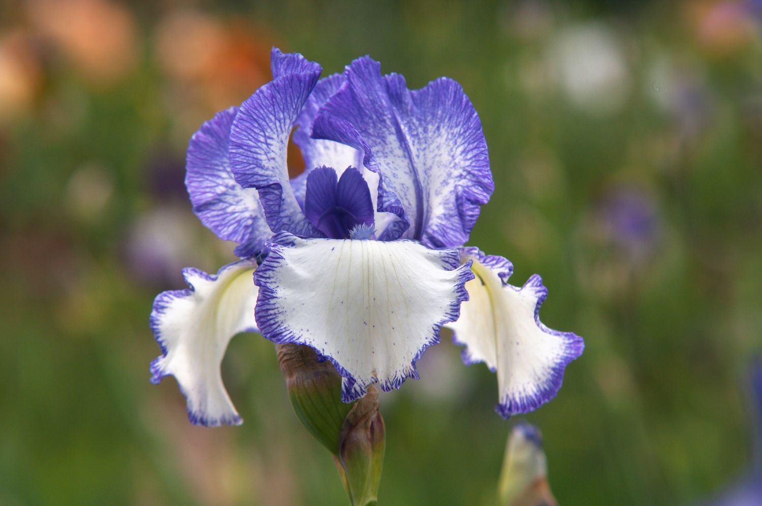bearded iris flower
