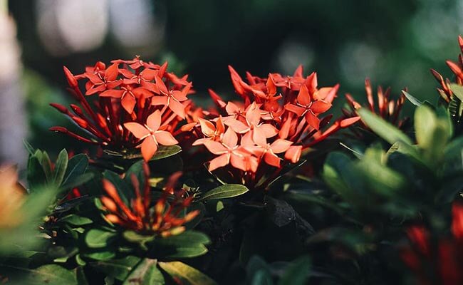 Ixora Bloom All Year