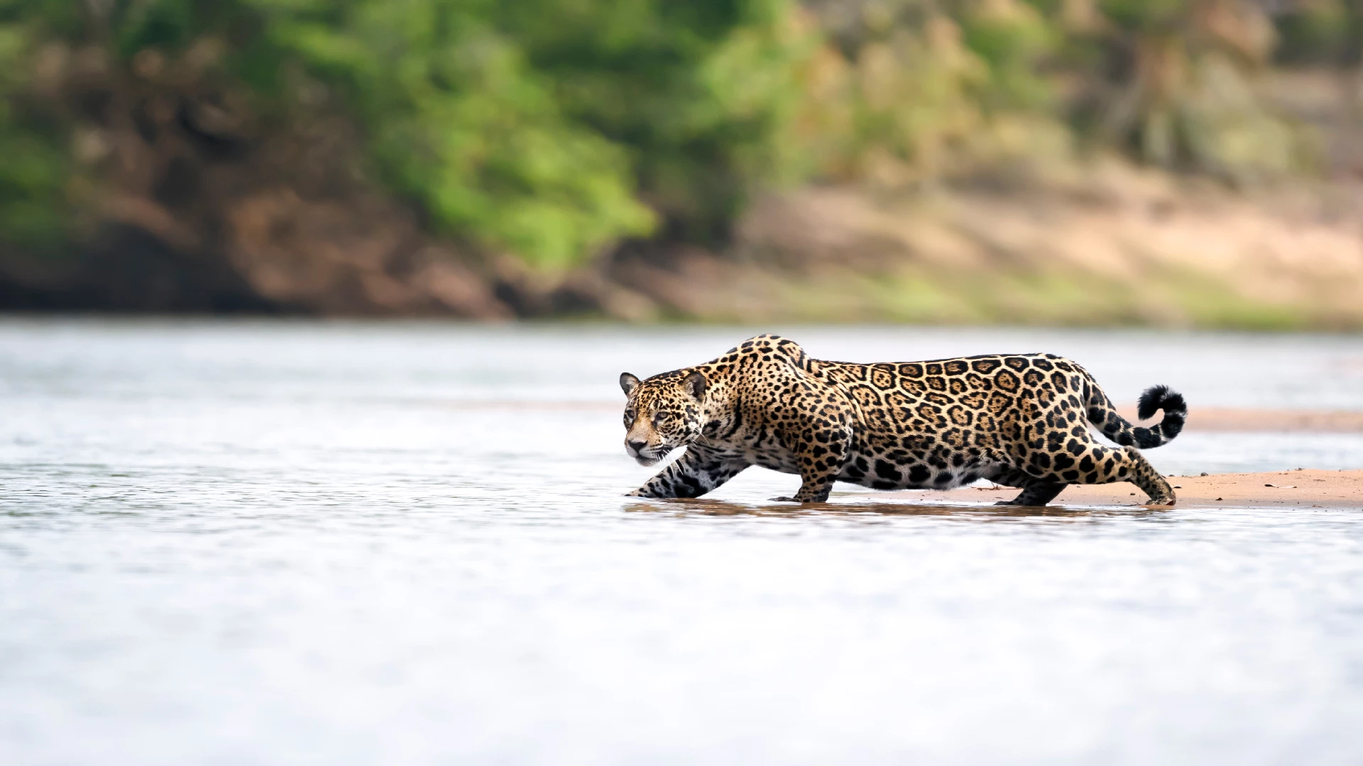 jaguar