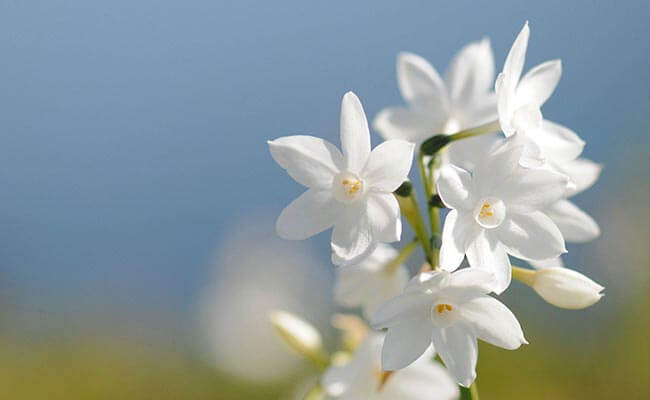 Jasmine Bloom All Year