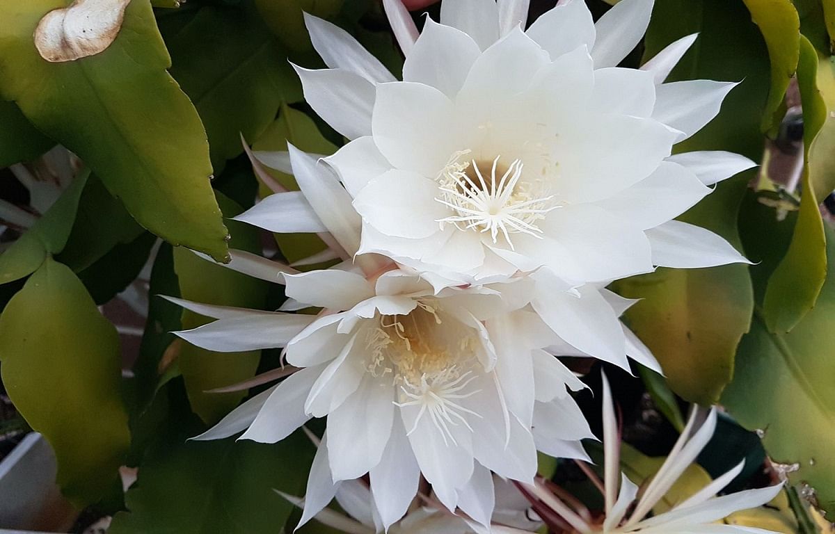 Kadupul Flowers