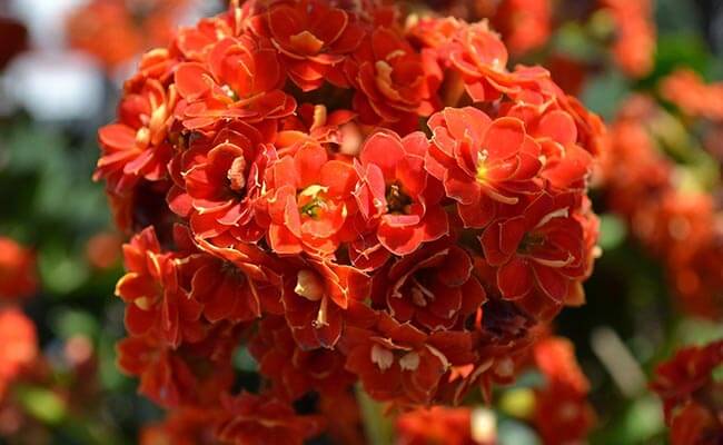 Kalanchoe Bloom All Year