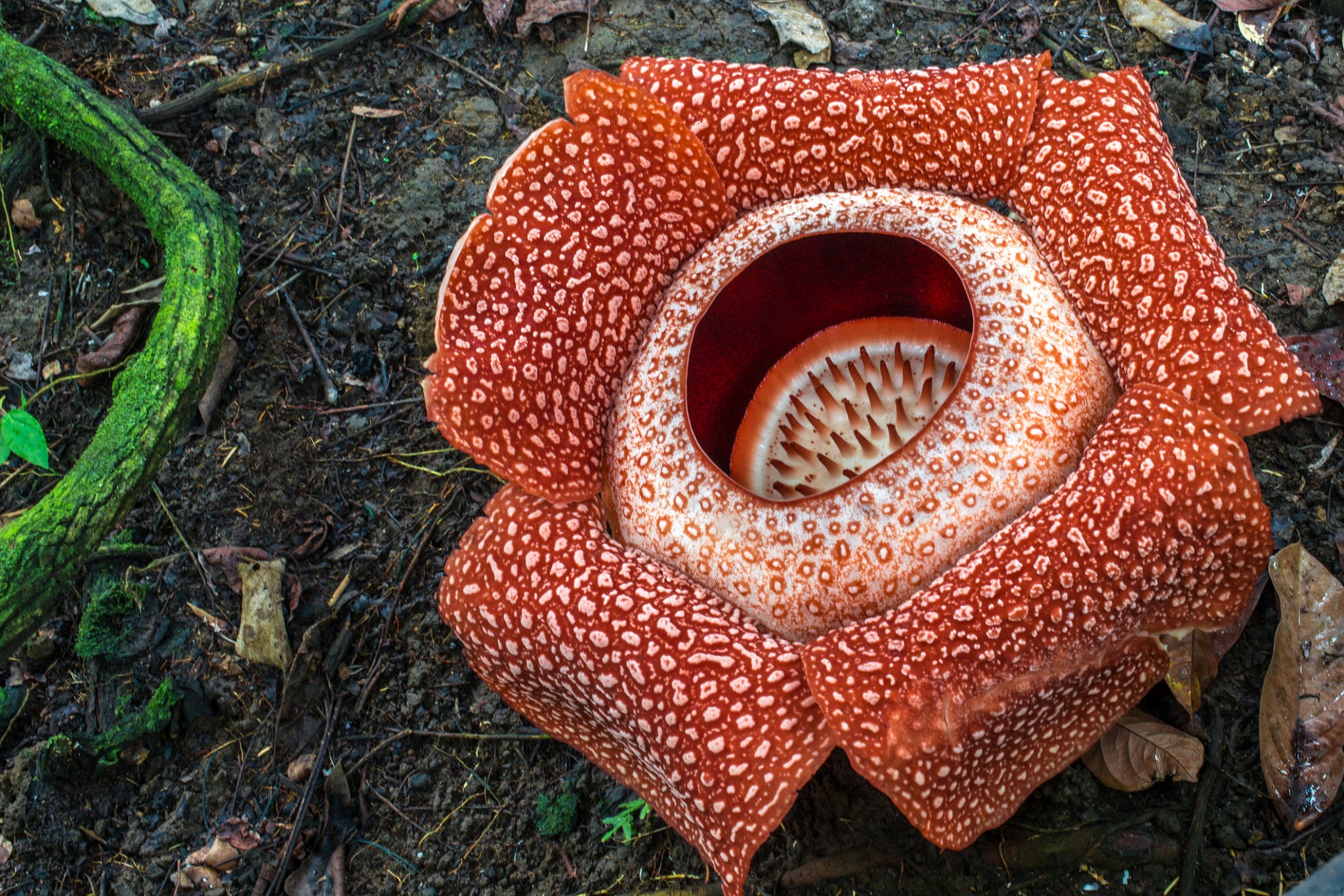 Rafflesia Flower