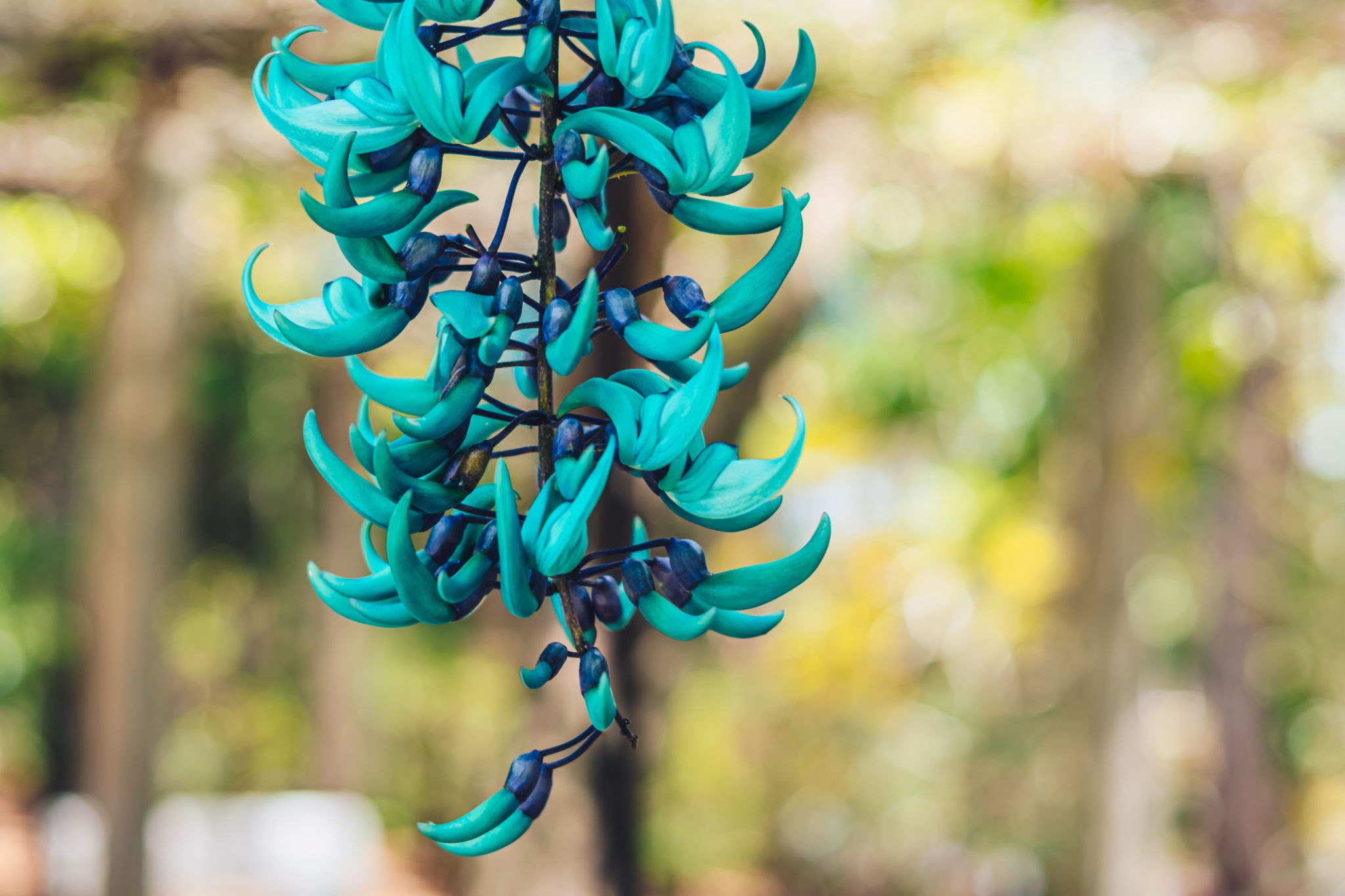 Jade Vine