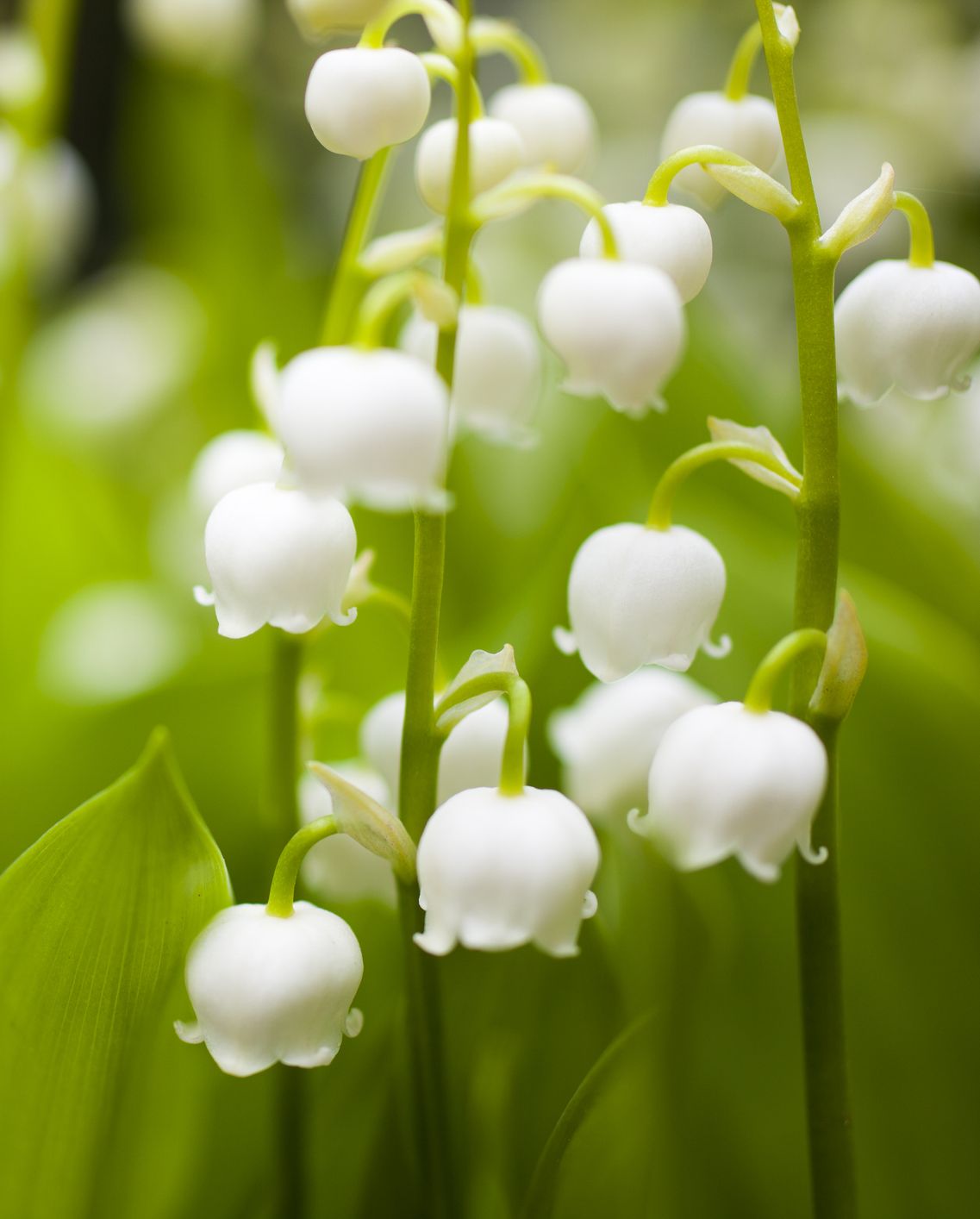 lily of the valley