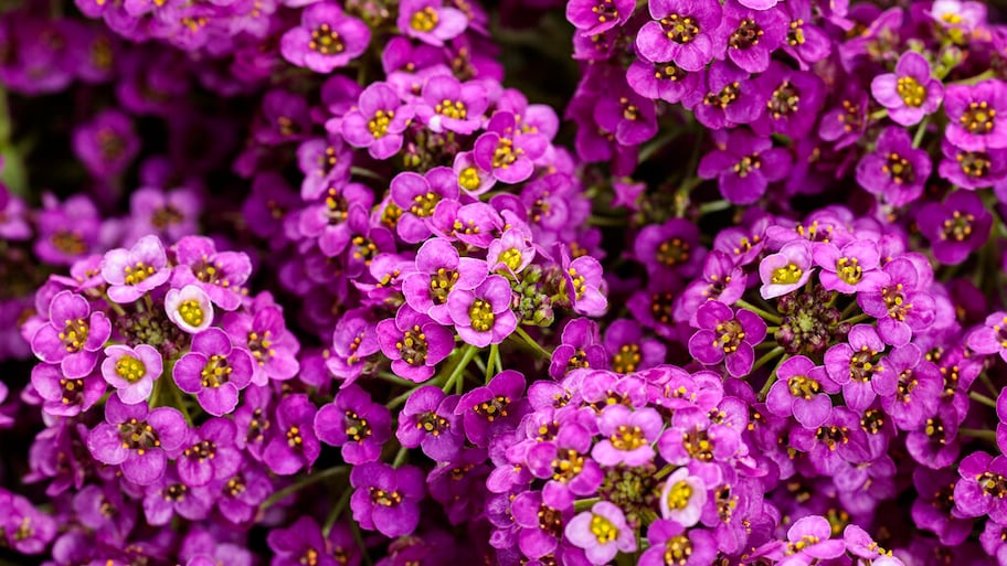 violet flowers in garden  