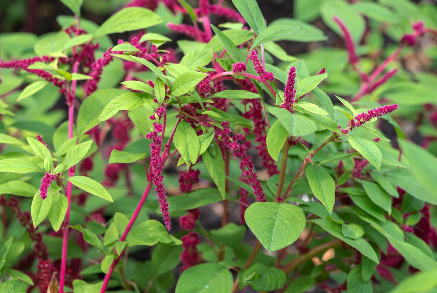 Love-lies-bleeding plant with bright green with fuchsia-colored drooping tassel-like flowers