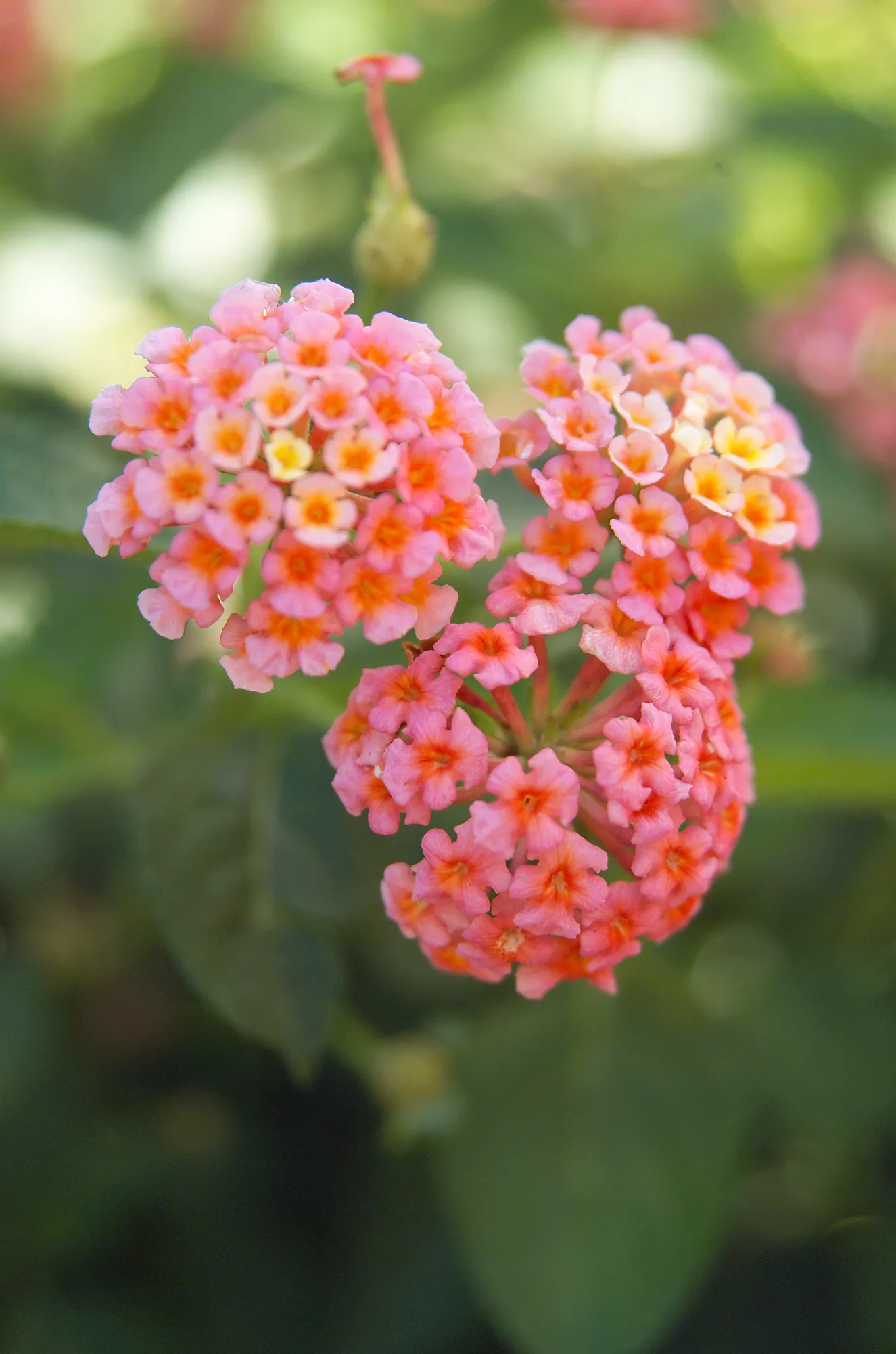 Lucky Peach Lantana