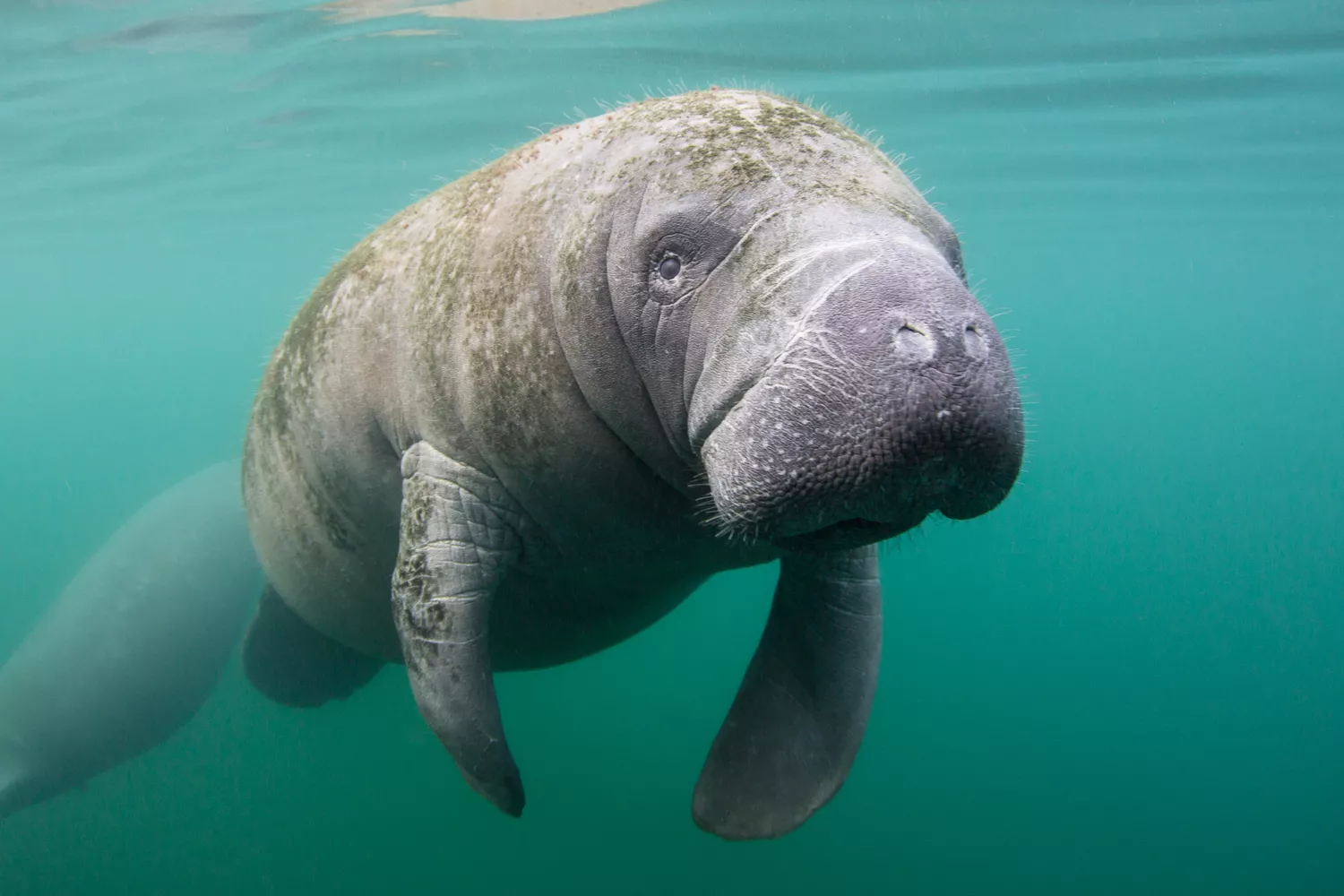 manatee floating in water