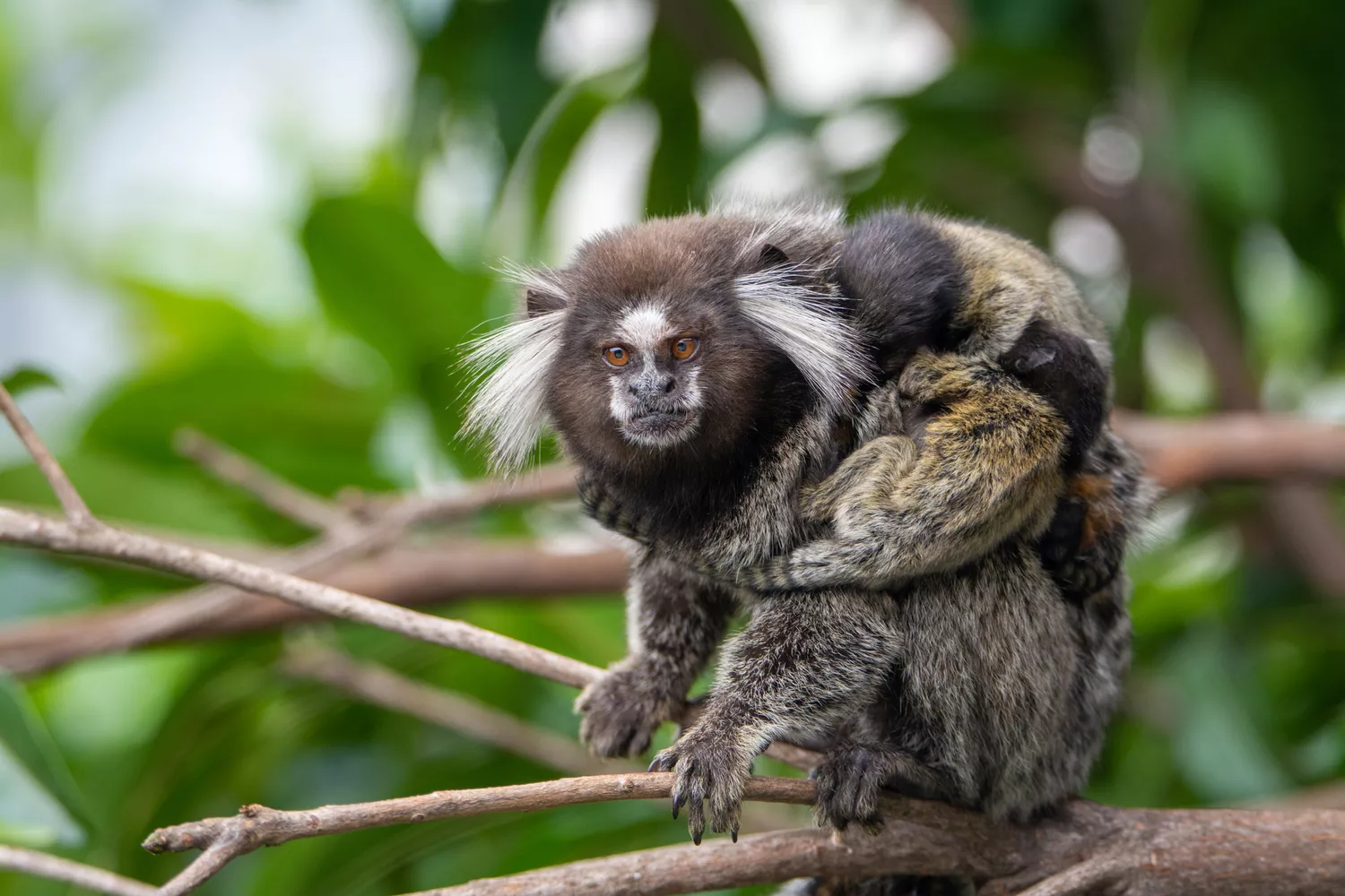 Marmoset and three monkey cubs