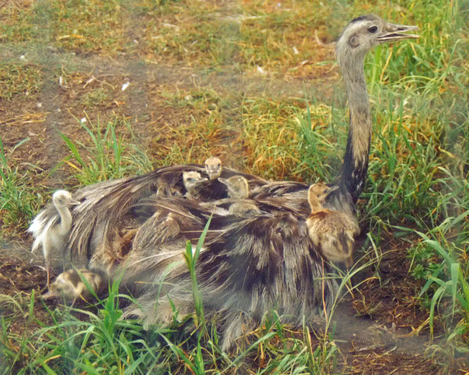 adult rhea with babies resting in its feathers