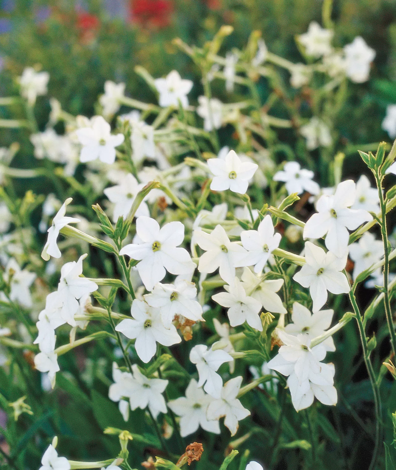 nicotiana flowers