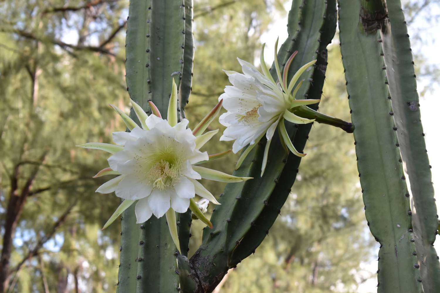 Blooming Cereus