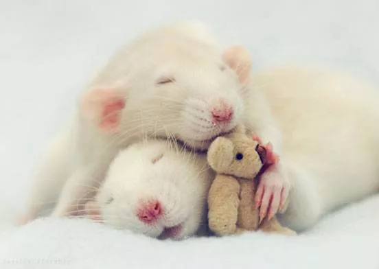 Two rats cuddle with a tiny teddy bear