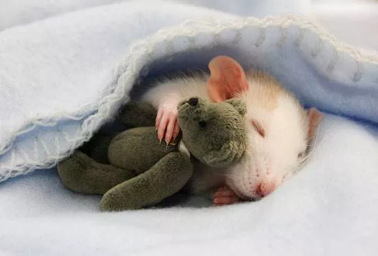 A cat curled up in a blanket with a tiny teddy bear